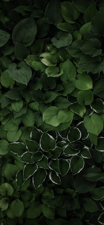 leaves, green Wallpaper 1125x2436