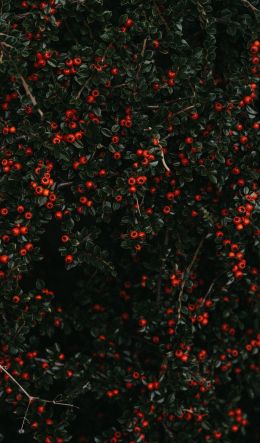red berries, leaves Wallpaper 600x1024