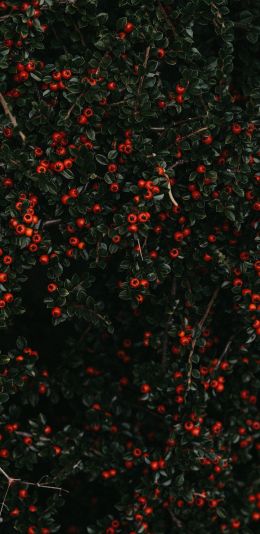 red berries, leaves Wallpaper 1440x2960