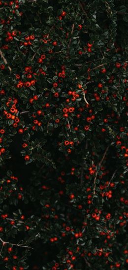 red berries, leaves Wallpaper 1440x3040