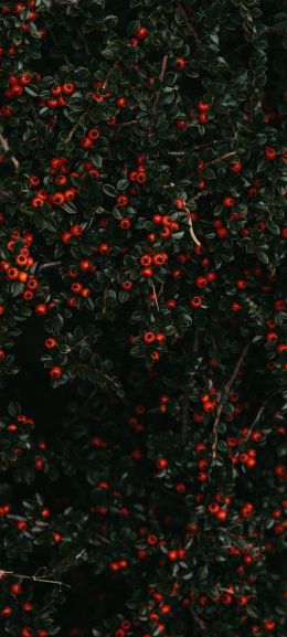 red berries, leaves Wallpaper 1080x2400