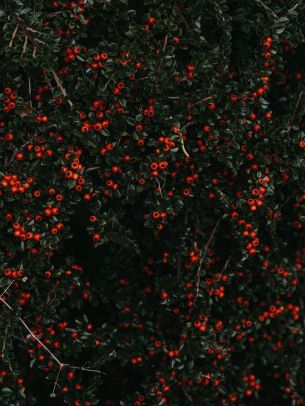 red berries, leaves Wallpaper 2048x2732