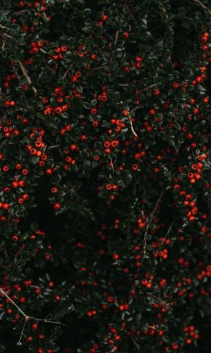 red berries, leaves Wallpaper 1200x2000
