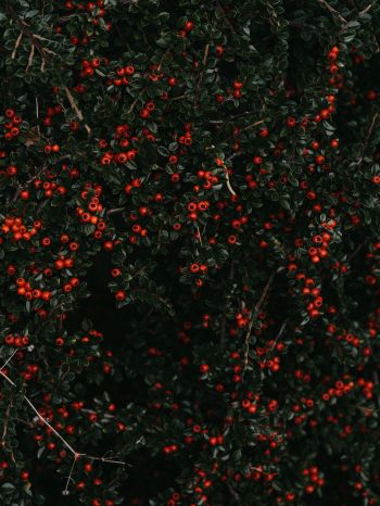 red berries, leaves Wallpaper 2048x2732