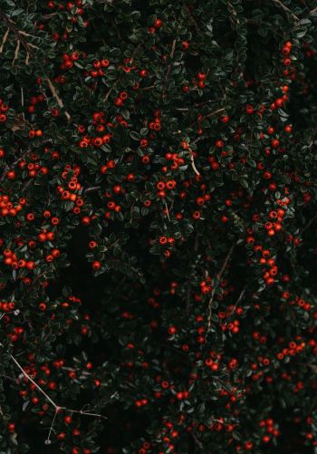 Обои 1668x2388 красные ягоды, листья