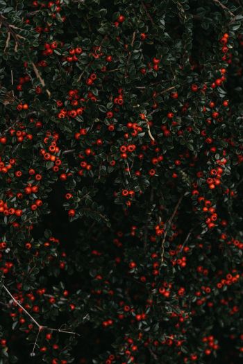 red berries, leaves Wallpaper 640x960