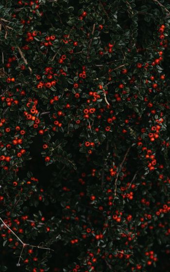 red berries, leaves Wallpaper 800x1280