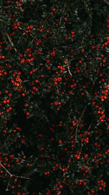 red berries, leaves Wallpaper 750x1334