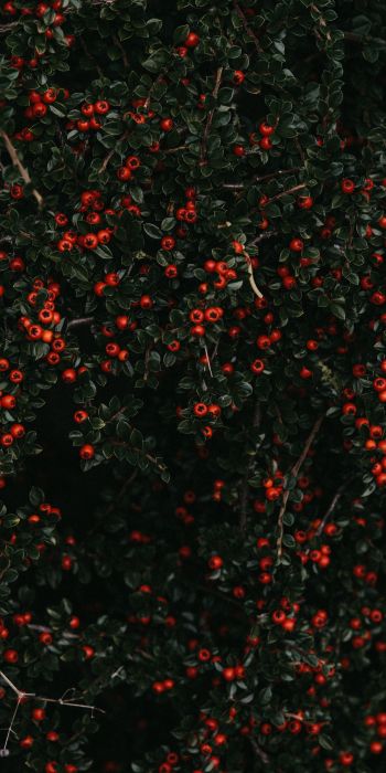 red berries, leaves Wallpaper 720x1440