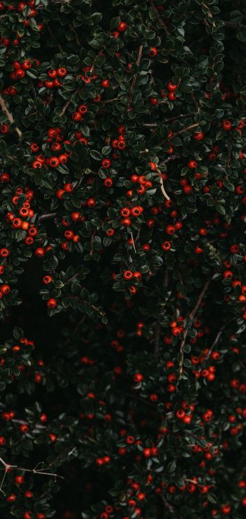 red berries, leaves Wallpaper 1080x2280