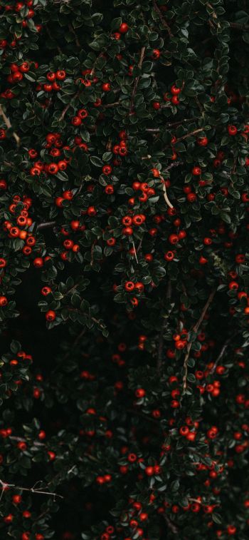 red berries, leaves Wallpaper 1125x2436