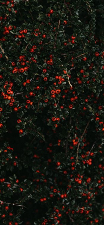 red berries, leaves Wallpaper 1080x2340