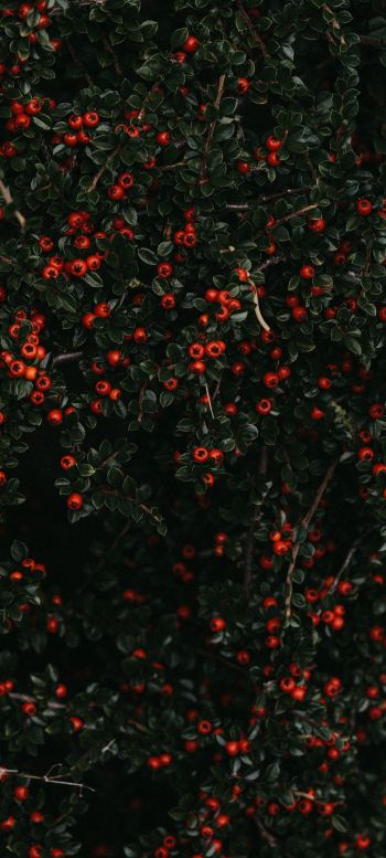 red berries, leaves Wallpaper 1440x3200