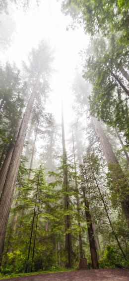 National Park Wallpaper 1080x2340