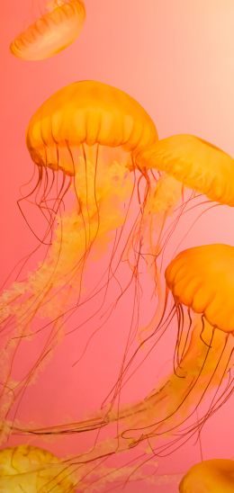 Обои 1440x3040 медуза, морская жизнь