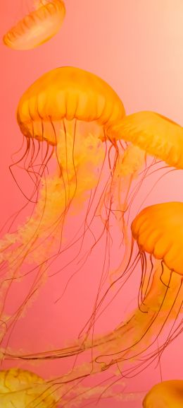 jellyfish, marine life Wallpaper 720x1600
