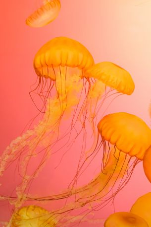 jellyfish, marine life Wallpaper 640x960