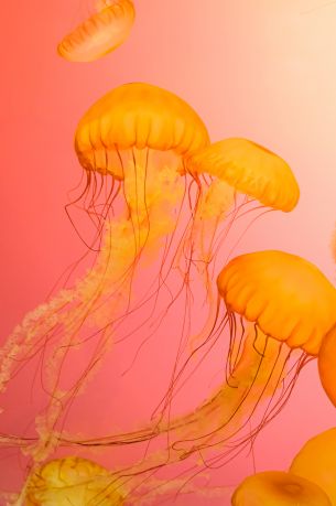 jellyfish, marine life Wallpaper 5446x8200