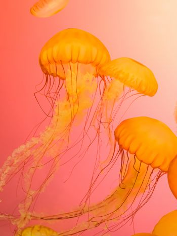 jellyfish, marine life Wallpaper 1620x2160