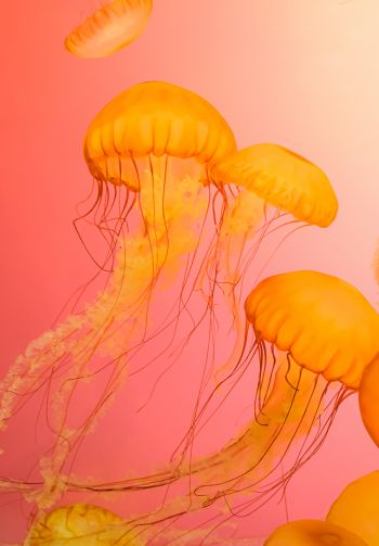 jellyfish, marine life Wallpaper 1640x2360