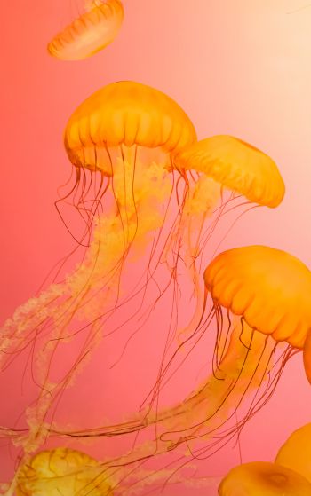 jellyfish, marine life Wallpaper 1752x2800