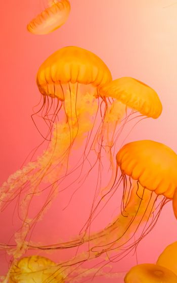 jellyfish, marine life Wallpaper 1600x2560