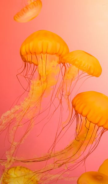 Обои 600x1024 медуза, морская жизнь