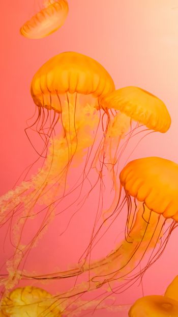 Обои 640x1136 медуза, морская жизнь