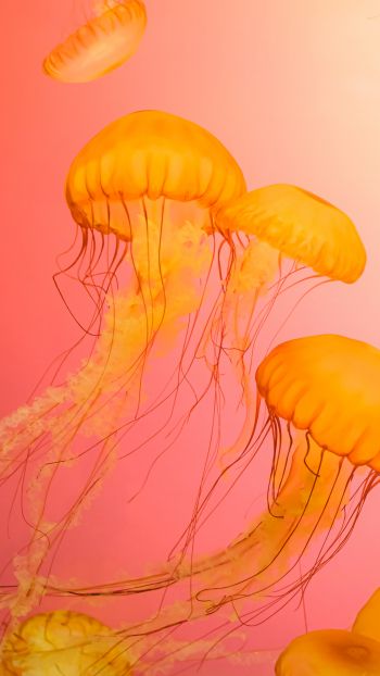Обои 2160x3840 медуза, морская жизнь