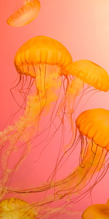 Обои 720x1440 медуза, морская жизнь
