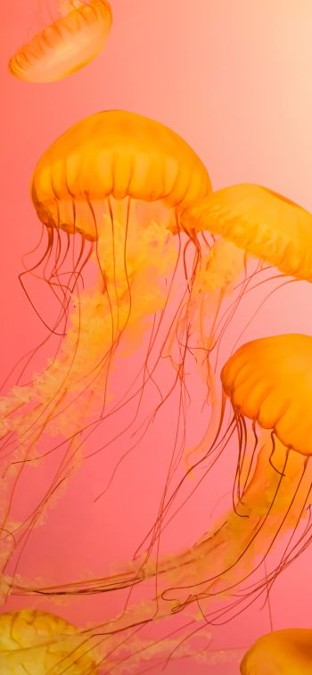 jellyfish, marine life Wallpaper 1284x2778