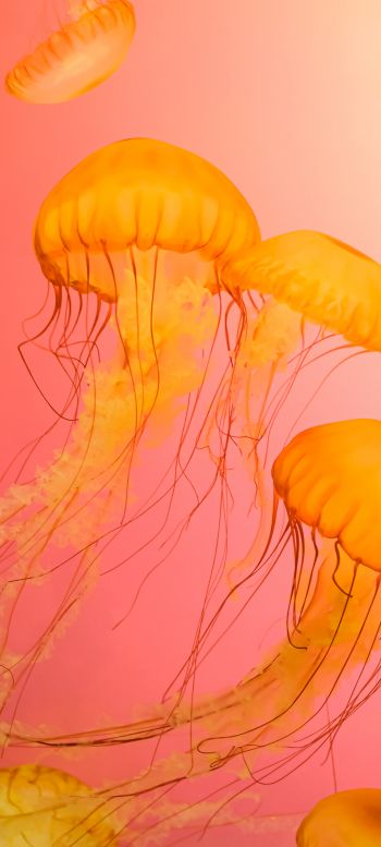 Обои 720x1600 медуза, морская жизнь