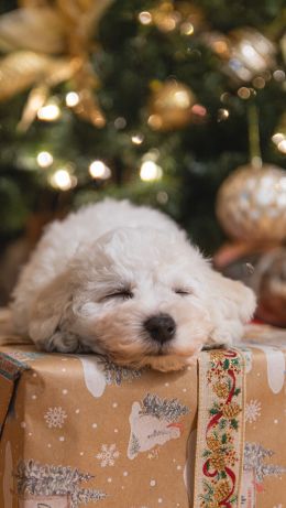 puppy, white, new year Wallpaper 640x1136