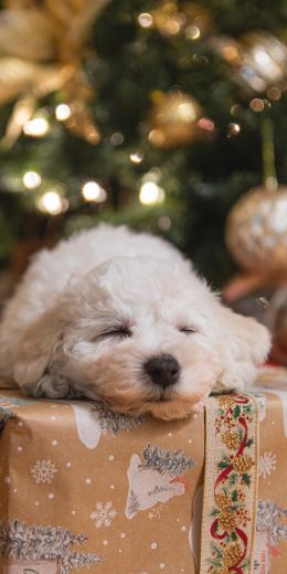 puppy, white, new year Wallpaper 720x1440