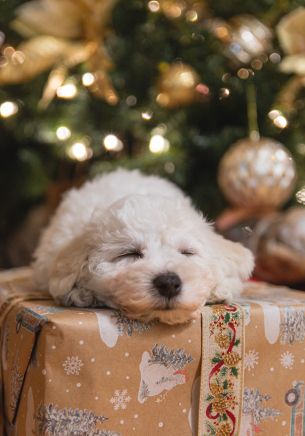 puppy, white, new year Wallpaper 1668x2388