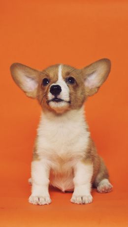 corgi, puppy Wallpaper 640x1136