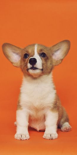 corgi, puppy Wallpaper 720x1440