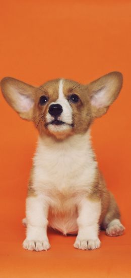 corgi, puppy Wallpaper 1440x3040