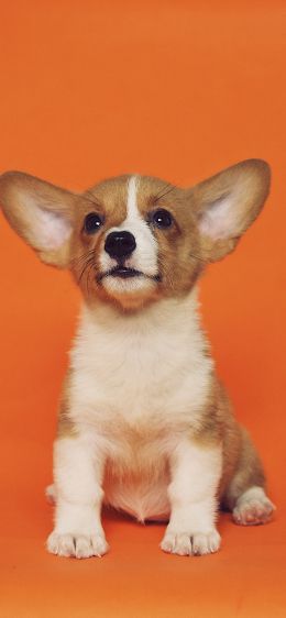 corgi, puppy Wallpaper 1284x2778