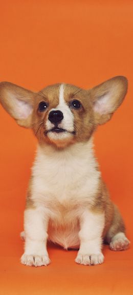 corgi, puppy Wallpaper 1080x2400