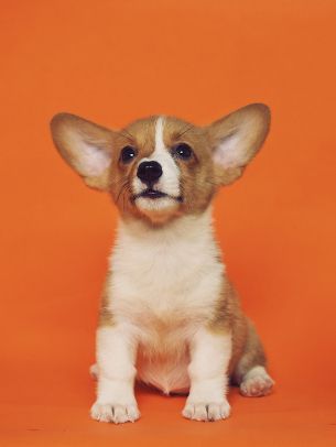 corgi, puppy Wallpaper 1668x2224