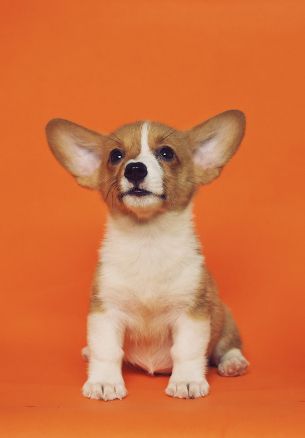 corgi, puppy Wallpaper 1640x2360