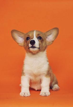 corgi, puppy Wallpaper 2744x4049