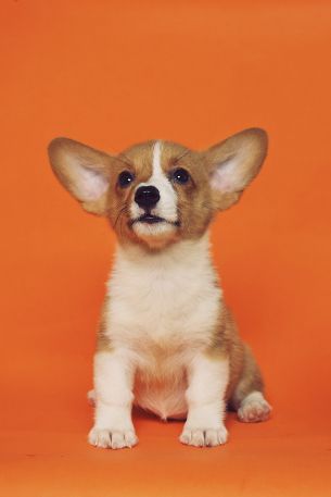 corgi, puppy Wallpaper 640x960