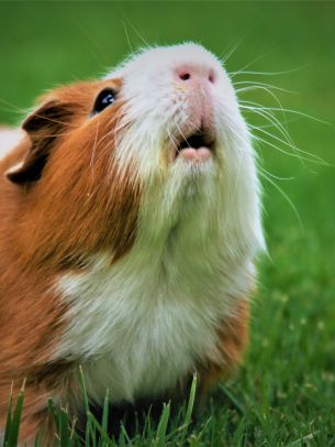 guinea pig Wallpaper 1620x2160