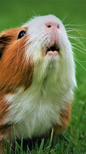 guinea pig Wallpaper 640x1136
