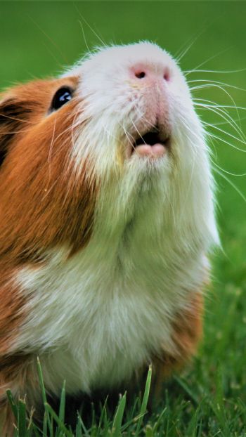 guinea pig Wallpaper 1080x1920