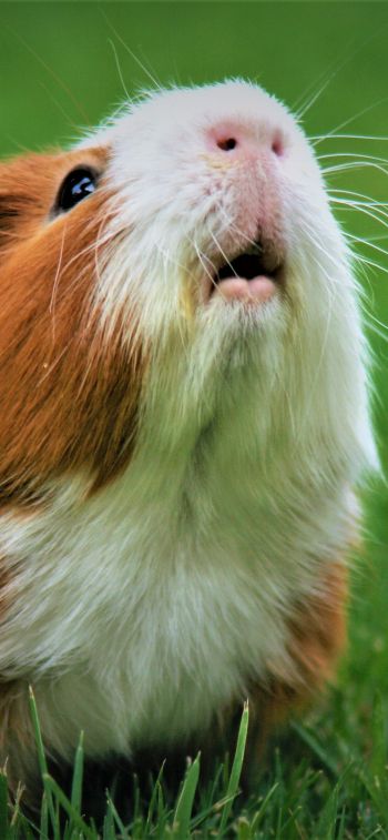 guinea pig Wallpaper 828x1792