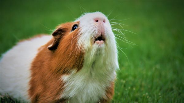 guinea pig Wallpaper 2560x1440