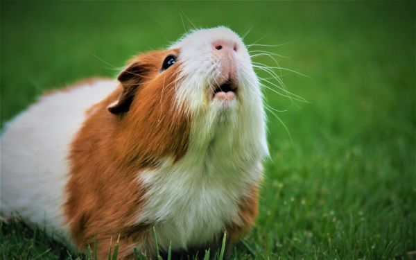 guinea pig Wallpaper 2560x1600